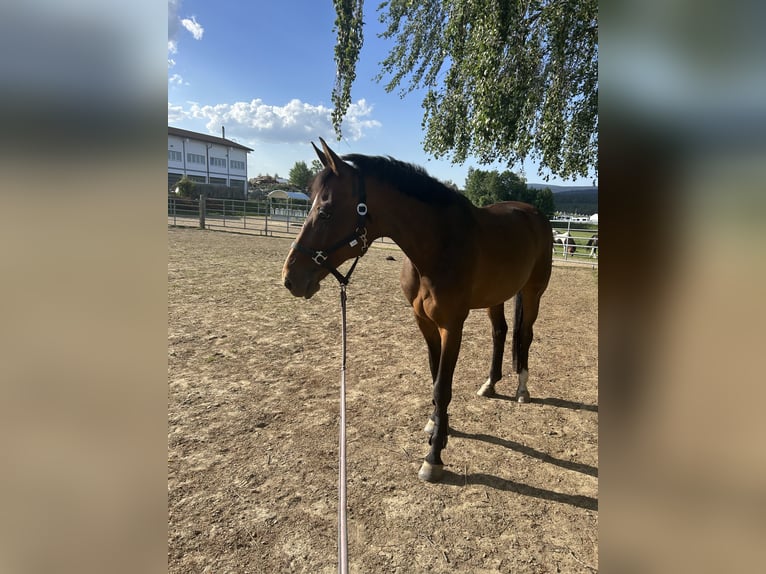 Caballos islandeses Yegua 5 años 142 cm Pío in Jandelsbrunn