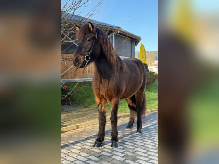 Caballos islandeses Yegua 5 años 143 cm Castaño in Lochen am See