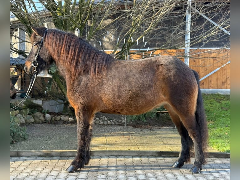 Caballos islandeses Yegua 5 años 143 cm Castaño in Lochen am See