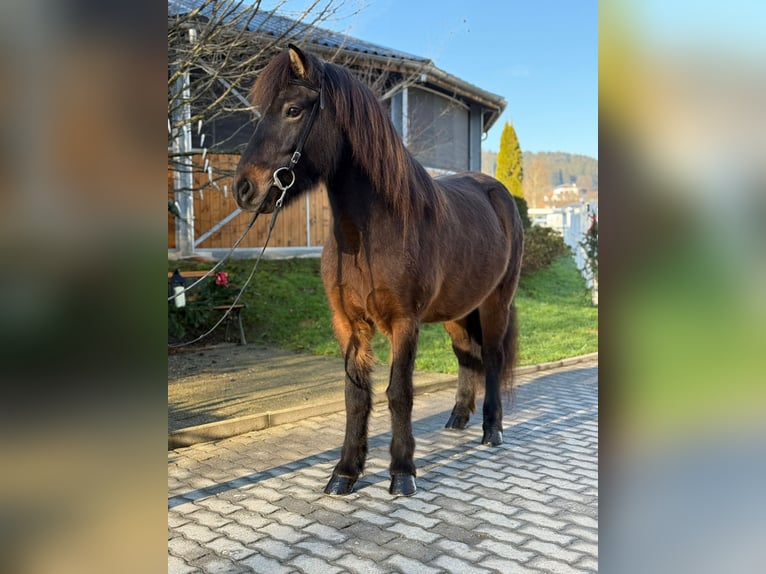 Caballos islandeses Yegua 5 años 143 cm Castaño in Lochen am See