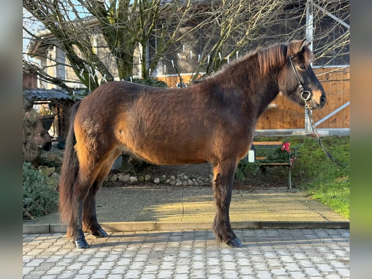 Caballos islandeses Yegua 5 años 143 cm Castaño in Lochen am See