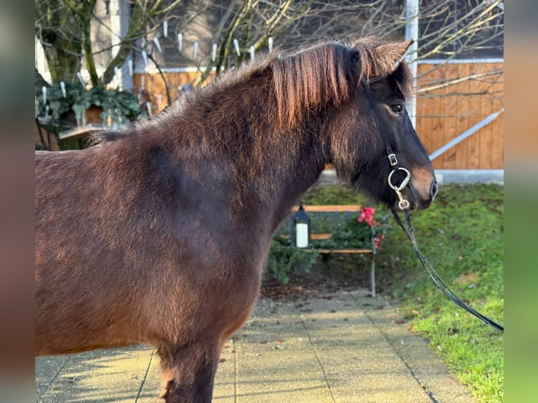 Caballos islandeses Yegua 5 años 143 cm Castaño in Lochen am See