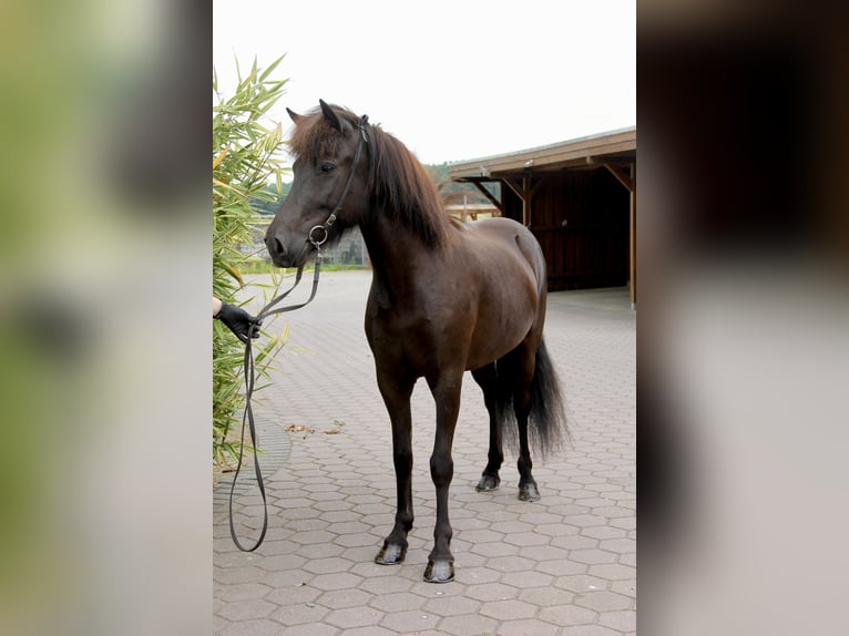 Caballos islandeses Yegua 5 años 143 cm Negro in Soltau