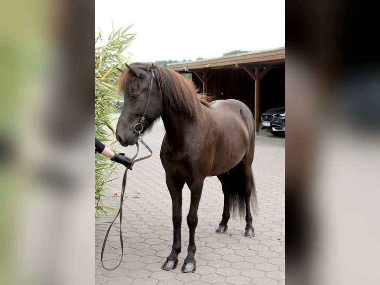 Caballos islandeses Yegua 5 años 143 cm Negro in Soltau