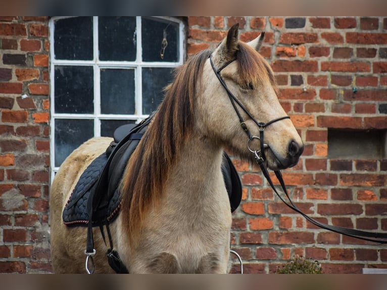 Caballos islandeses Yegua 5 años 144 cm in Blunk