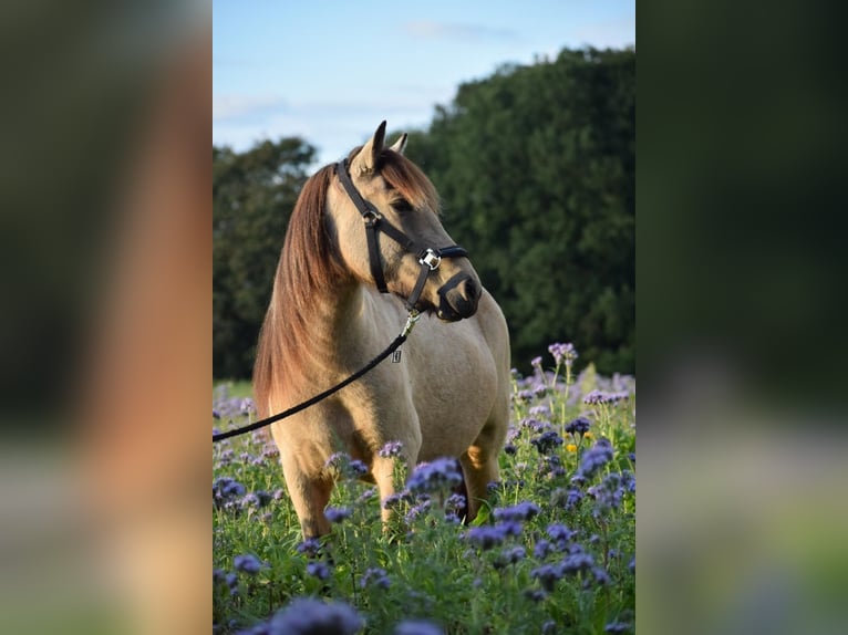 Caballos islandeses Yegua 5 años 144 cm in Blunk