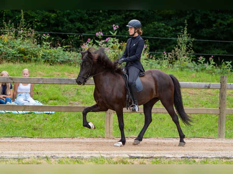 Caballos islandeses Yegua 5 años 144 cm Morcillo in Kalenborn