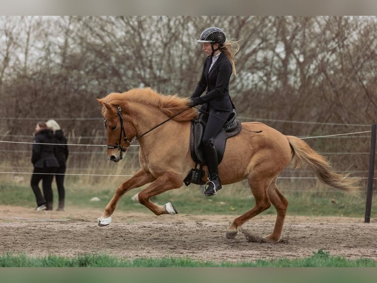 Caballos islandeses Yegua 5 años 145 cm Bayo in Lehmrade