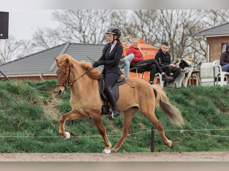 Caballos islandeses Yegua 5 años 145 cm Bayo in Lehmrade