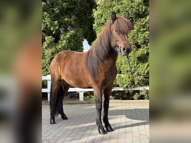 Caballos islandeses Yegua 5 años 145 cm Castaño in Lochen am See