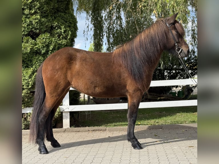 Caballos islandeses Yegua 5 años 145 cm Castaño in Lochen am See