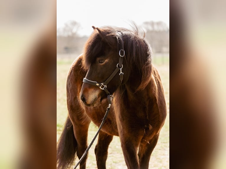 Caballos islandeses Yegua 5 años 145 cm Castaño in Lehmrade
