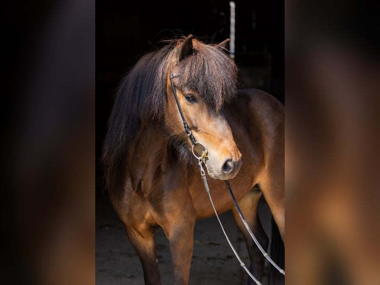 Caballos islandeses Yegua 5 años 145 cm Castaño in Lehmrade