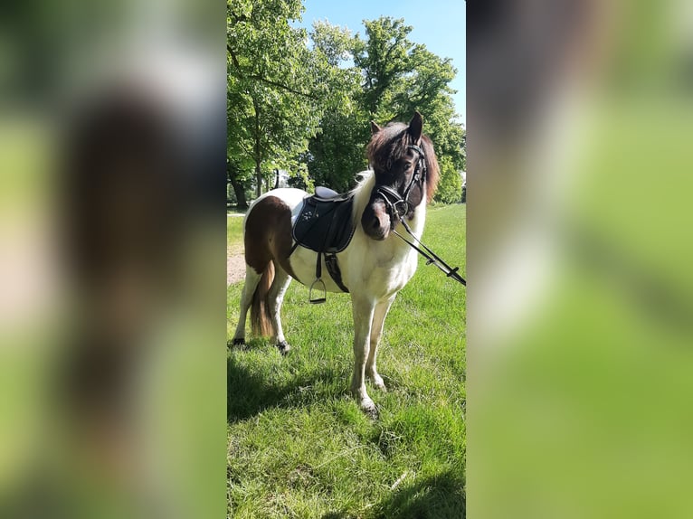 Caballos islandeses Yegua 5 años 145 cm Pío in St&#xFC;denitz-Sch&#xF6;nermark