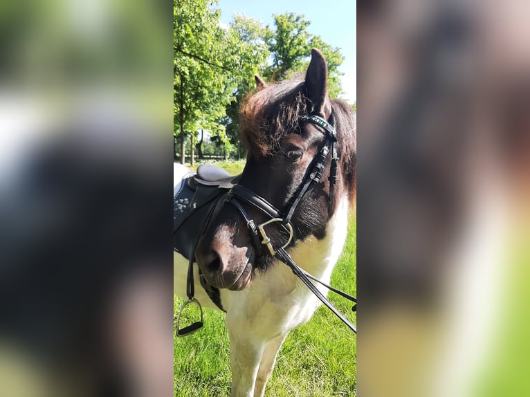 Caballos islandeses Yegua 5 años 145 cm Pío in Stüdenitz-Schönermark