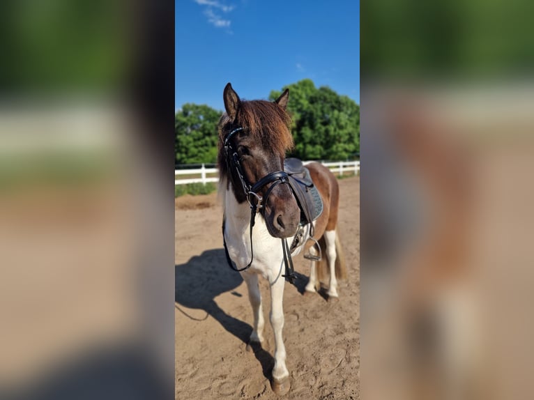 Caballos islandeses Yegua 5 años 145 cm Pío in St&#xFC;denitz-Sch&#xF6;nermark