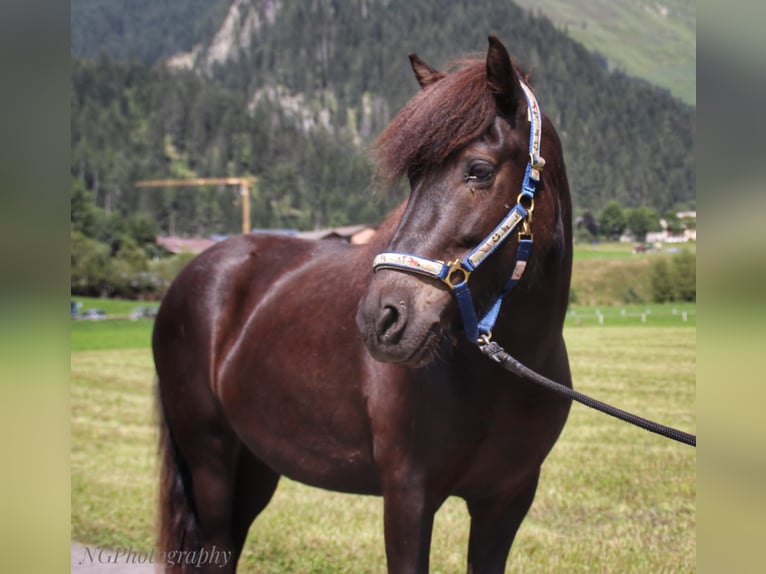 Caballos islandeses Yegua 5 años 147 cm Negro in Elbigenalp