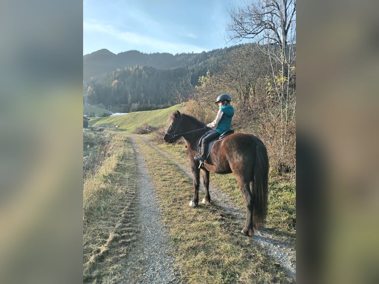 Caballos islandeses Yegua 5 años 147 cm Negro in Elbigenalp