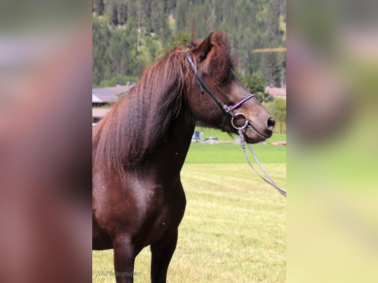 Caballos islandeses Yegua 5 años 147 cm Negro in Elbigenalp