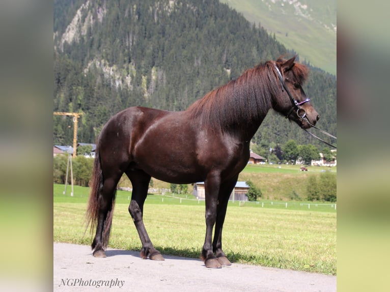 Caballos islandeses Yegua 5 años 147 cm Negro in Elbigenalp