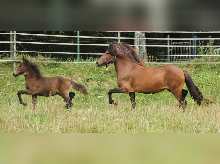 Caballos islandeses Yegua 5 años Castaño in Saarland