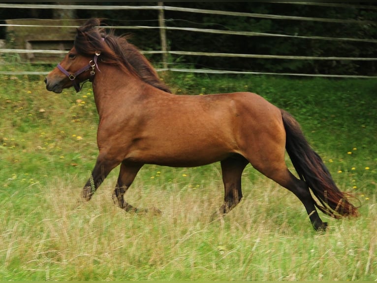 Caballos islandeses Yegua 5 años Castaño in Saarland