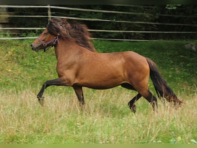 Caballos islandeses Yegua 5 años Castaño in Saarland