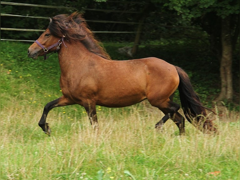 Caballos islandeses Yegua 5 años Castaño in Saarland