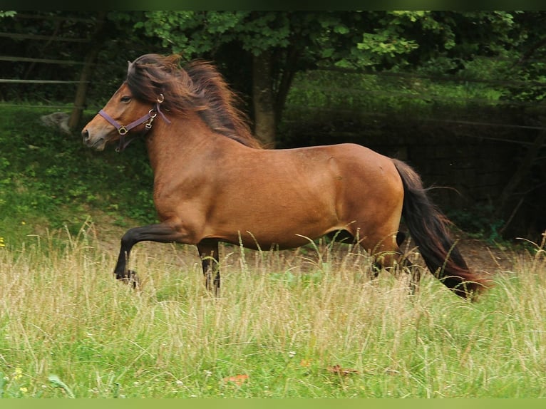 Caballos islandeses Yegua 5 años Castaño in Saarland