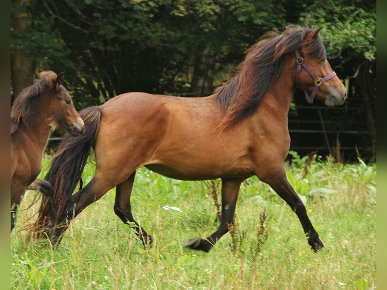 Caballos islandeses Yegua 5 años Castaño in Saarland