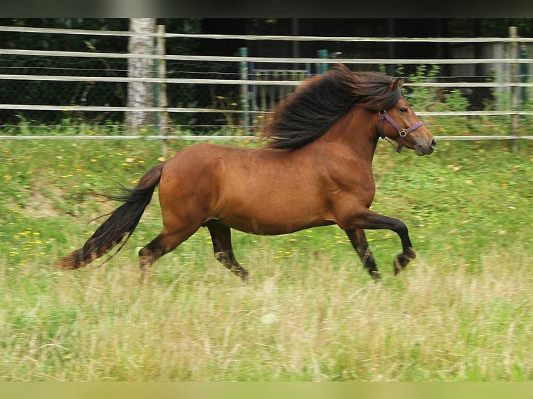 Caballos islandeses Yegua 5 años Castaño in Saarland