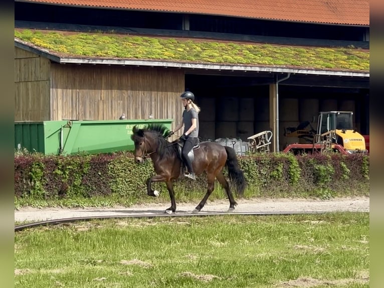 Caballos islandeses Yegua 5 años Castaño in Havixbeck