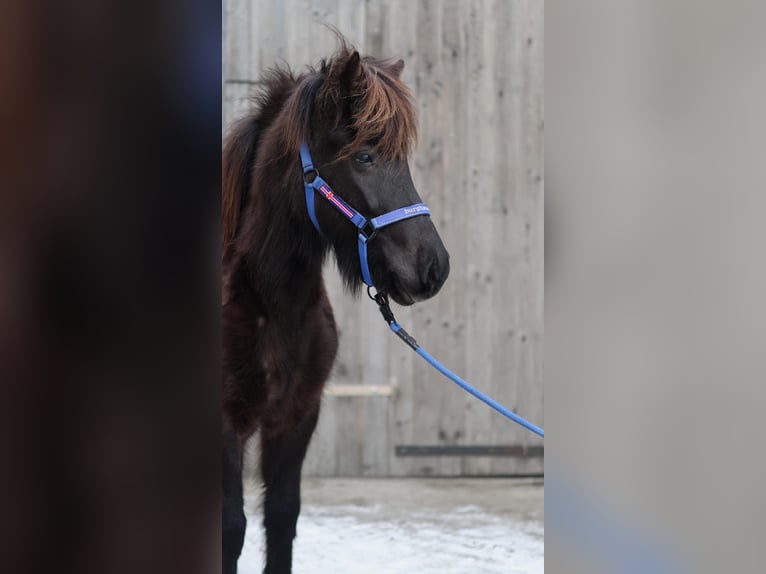 Caballos islandeses Yegua 5 años Negro in Straßwalchen