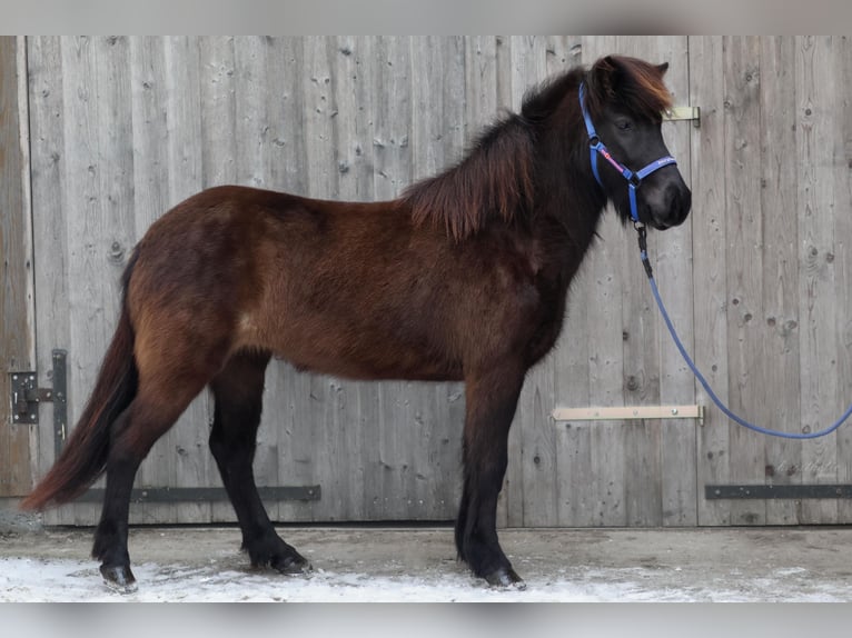 Caballos islandeses Yegua 5 años Negro in Straßwalchen