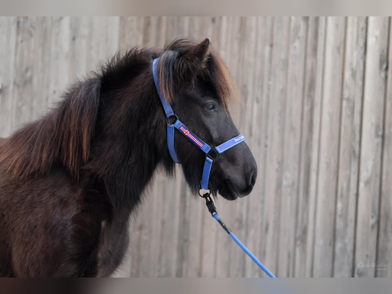 Caballos islandeses Yegua 5 años Negro in Straßwalchen