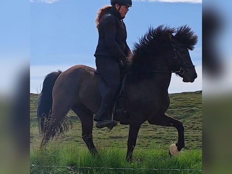 Caballos islandeses Yegua 5 años Negro in Stykkishólmur