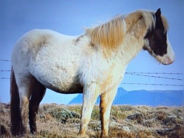 Caballos islandeses Yegua 5 años Pío in Borganes