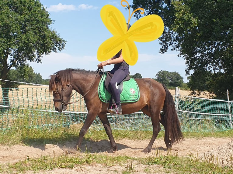 Caballos islandeses Yegua 6 años 129 cm Castaño in Stapelfeld