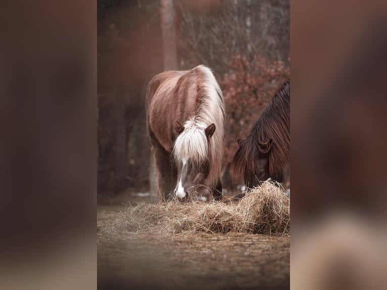 Caballos islandeses Yegua 6 años 130 cm in Ribbesbüttel