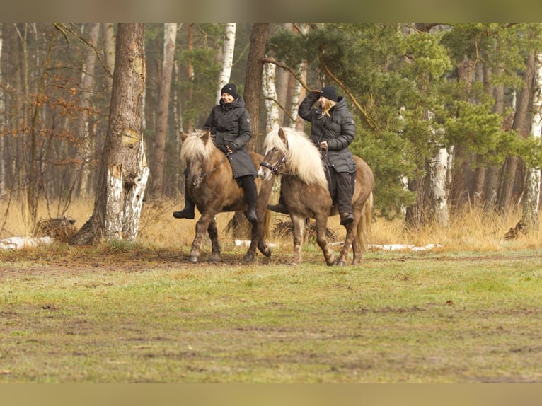 Caballos islandeses Yegua 6 años 130 cm in Ribbesbüttel