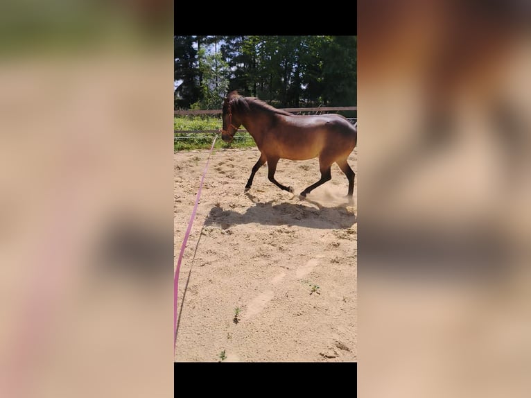 Caballos islandeses Yegua 6 años 135 cm Castaño in Markersdorf