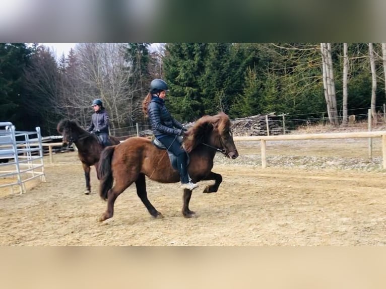 Caballos islandeses Yegua 6 años 135 cm Negro in Kumberg