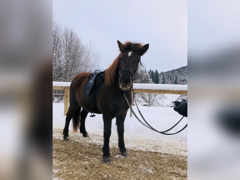 Caballos islandeses Yegua 6 años 135 cm Negro in Kumberg