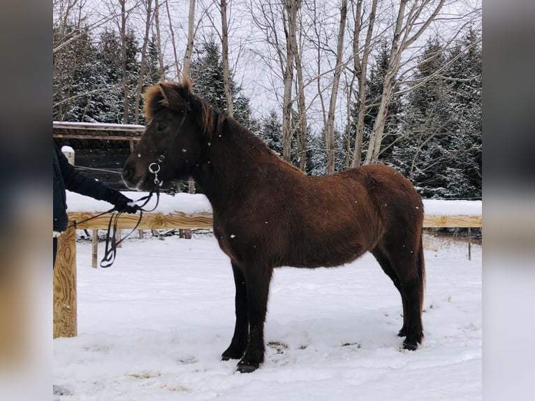 Caballos islandeses Yegua 6 años 135 cm Negro in Kumberg