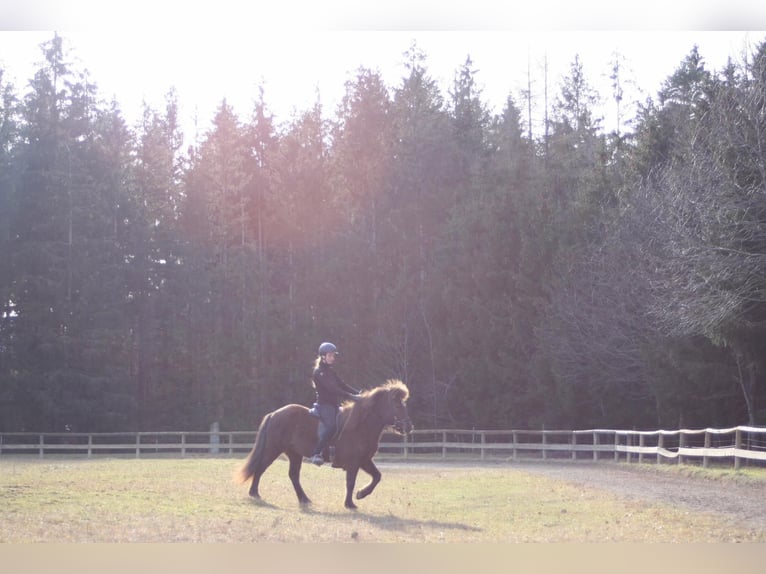 Caballos islandeses Yegua 6 años 135 cm Negro in Kumberg