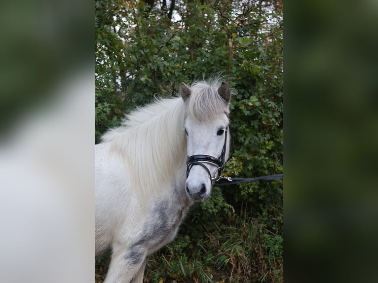 Caballos islandeses Yegua 6 años 135 cm Tordo in Wadersloh