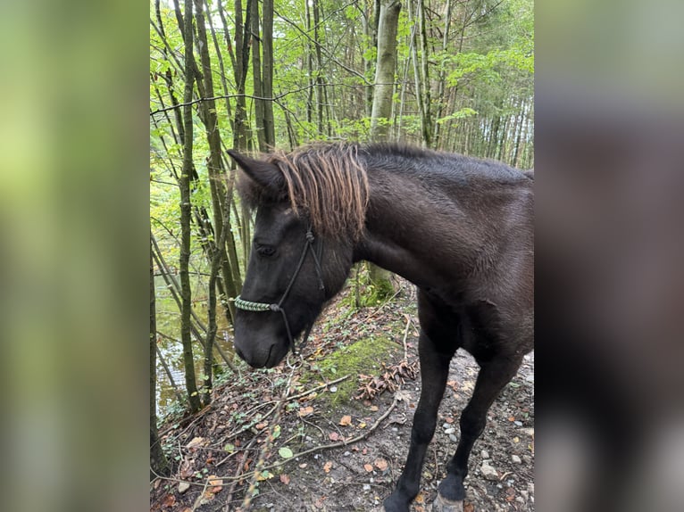 Caballos islandeses Yegua 6 años 136 cm Negro in Oberstenfeld