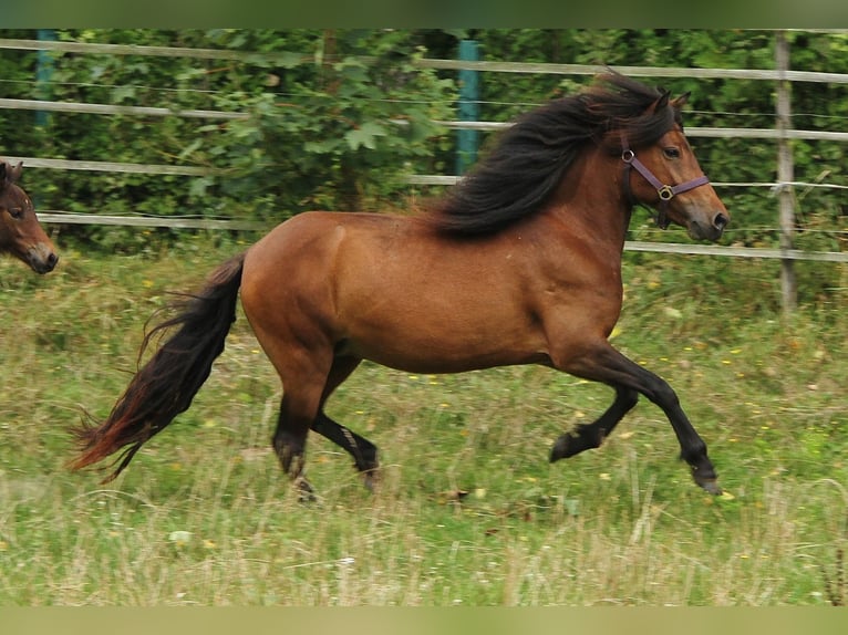 Caballos islandeses Yegua 6 años 137 cm Castaño in Saarland