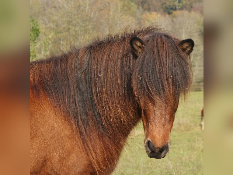 Caballos islandeses Yegua 6 años 137 cm Castaño in Saarland