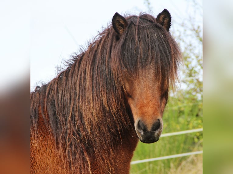 Caballos islandeses Yegua 6 años 137 cm Castaño in Saarland